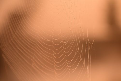 morgenrot dew cobweb