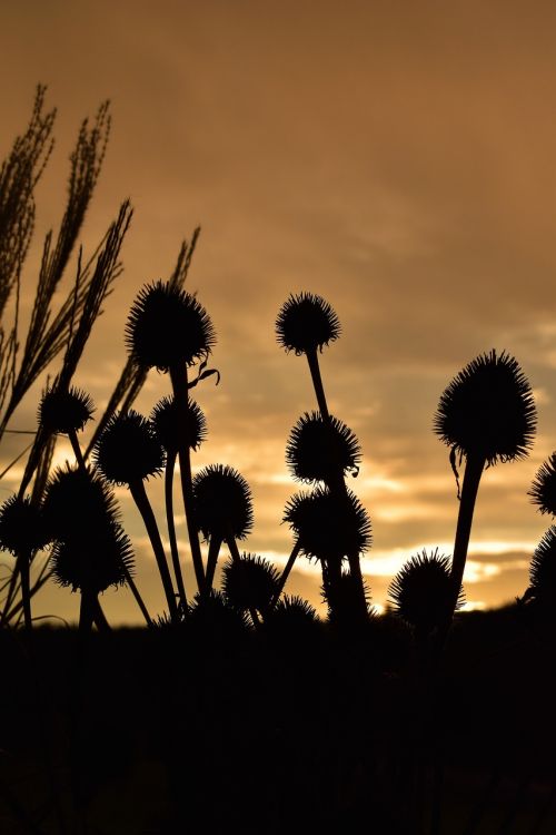 morgenrot morgenstimmung grasses