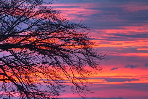 morgenrot clouds tree