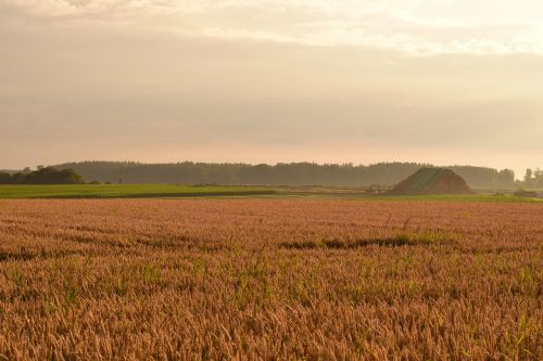 morgenstimmung field cornfield