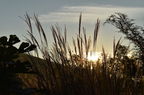 morgenstimmung sunrise grasses