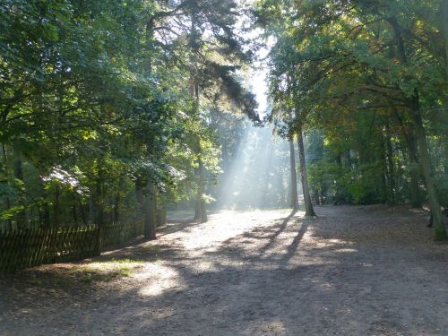 morgenstimmung forest nature