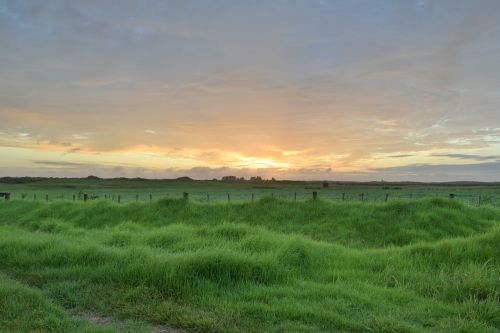 morgenstimmung grass nature