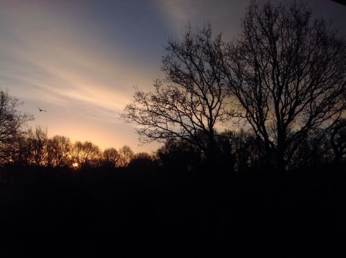 morgenstimmung skies trees