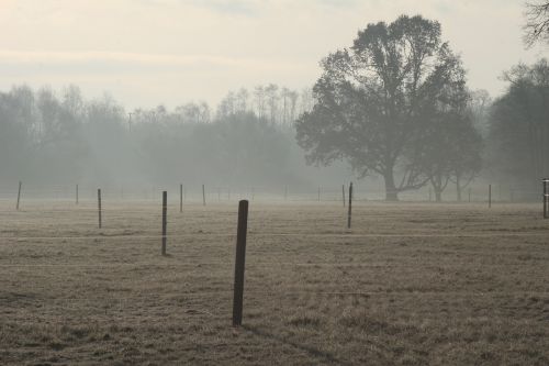 morgenstimmung back light meadow