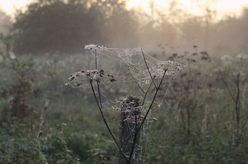 morgentau spider webs fog