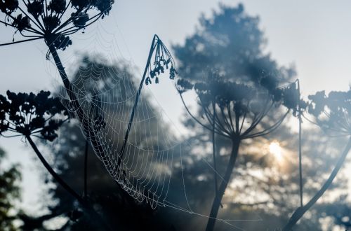 morgentau network cobweb