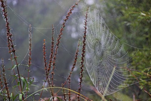 morgentau  cobweb  meadow