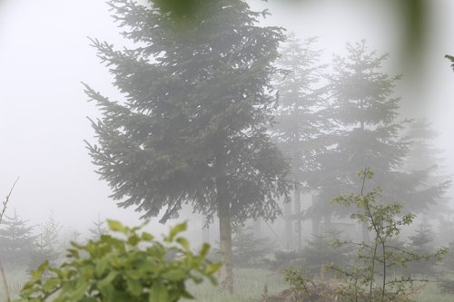 morgentau  fog  morning mist