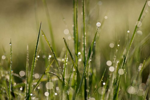 morgentau  dewdrop  grass