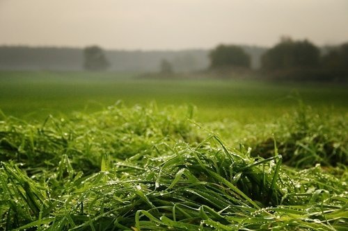 morgentau  meadow  grass