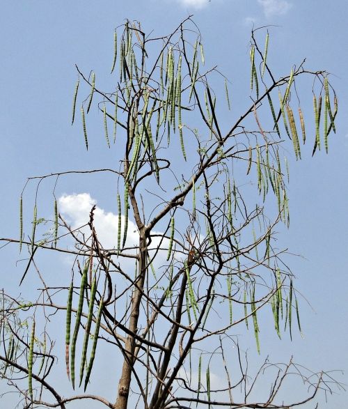 moringa oleifera drumstick tree drumstick