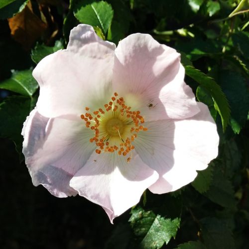 wild rose morning flower