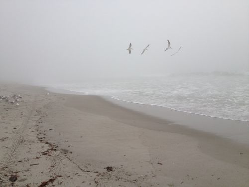 morning beach fog