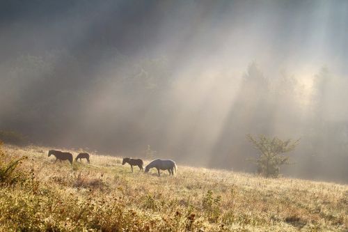 morning light horse