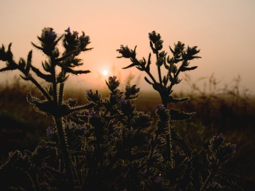 morning macro nature