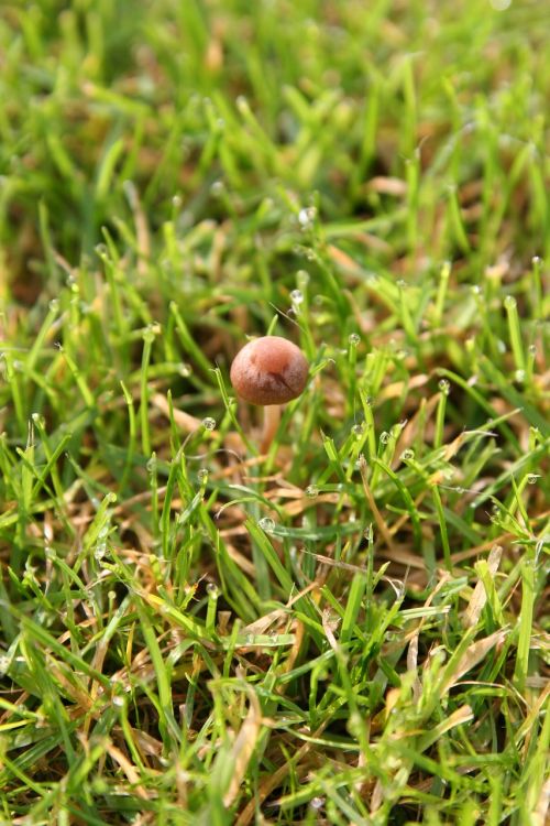 morning mushroom grass