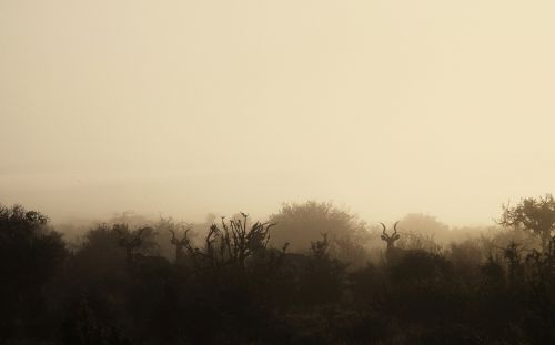 morning mist wildlife