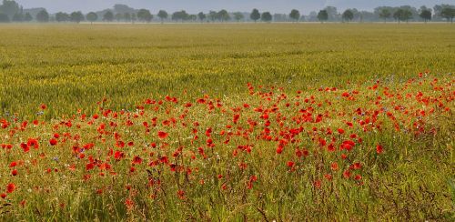 morning nature morgenstimmung