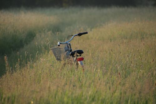 morning meadow bike