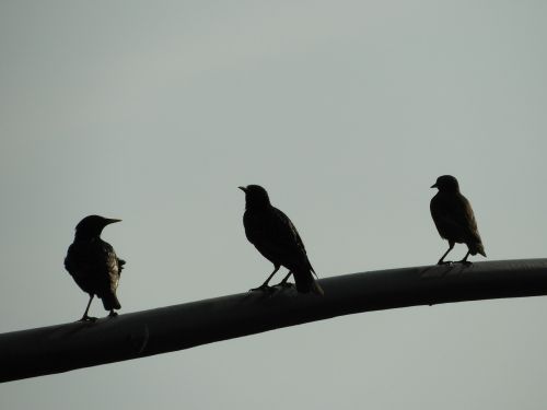 morning birds sunrise