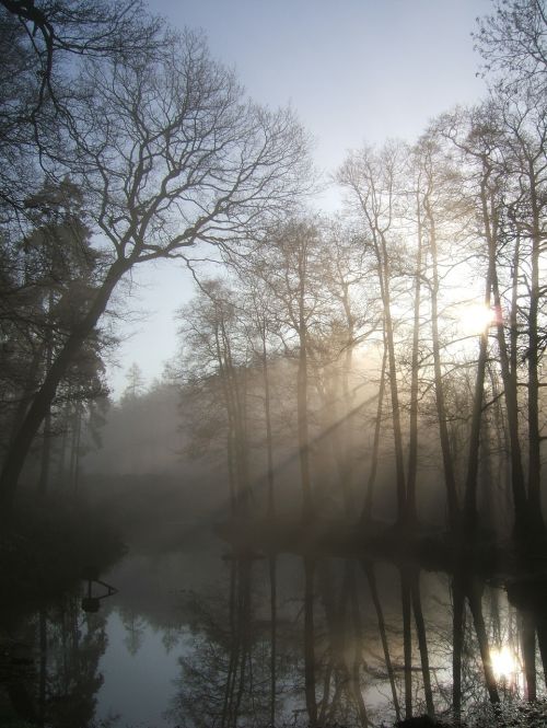 morning forest haze