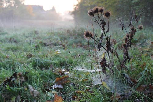 morning dew thistle