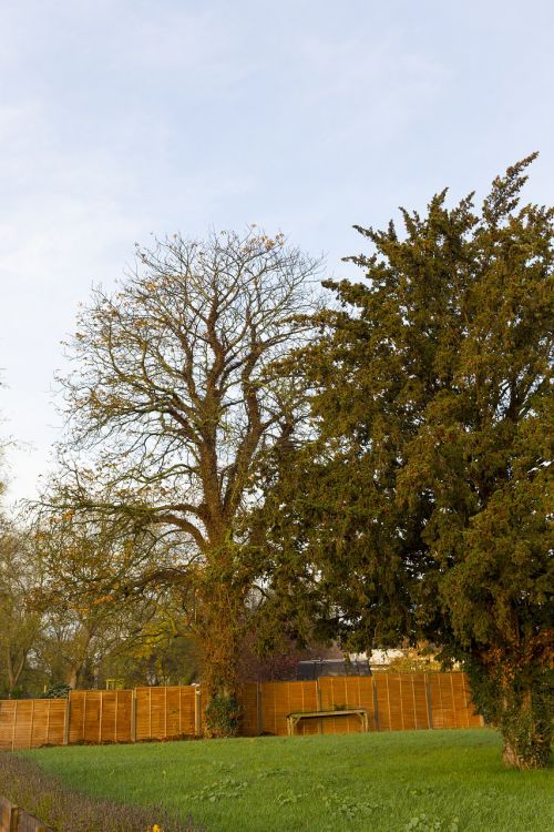 morning tree landscape