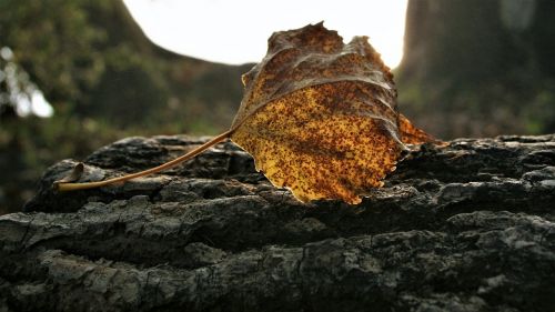 morning dry leaf speckled