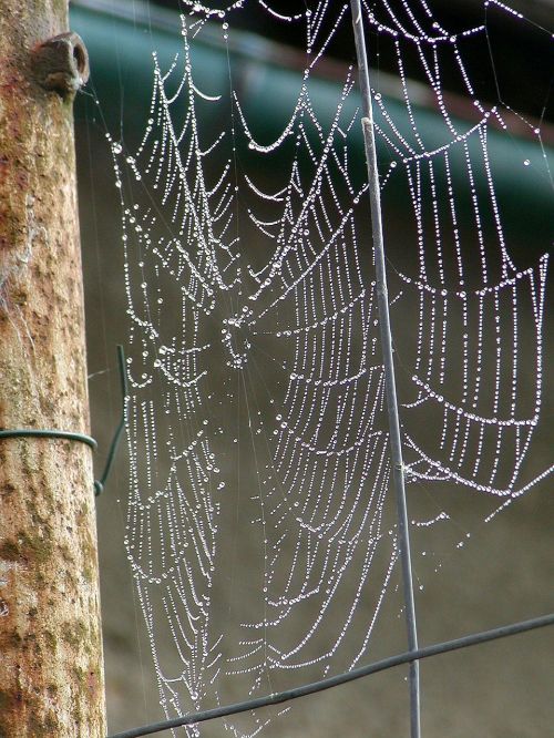 morning web dew