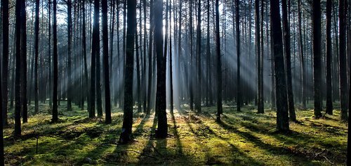 morning  tree  forest