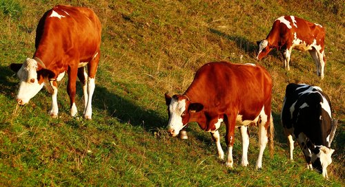 morning  nature  agriculture