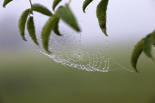 morning  spider net  cobweb