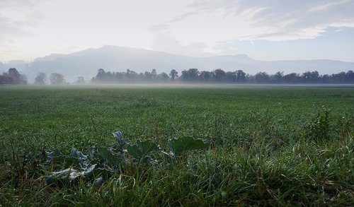 morning  field  fog