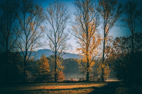 morning  fog  trees