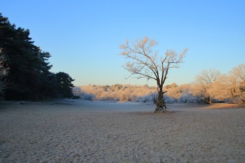 morning  dead tree  landscape