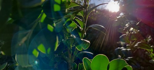 morning  leaves  sun