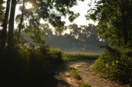 morning forest nature