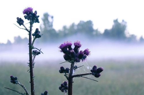 morning flower nature