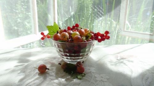 morning summer berry