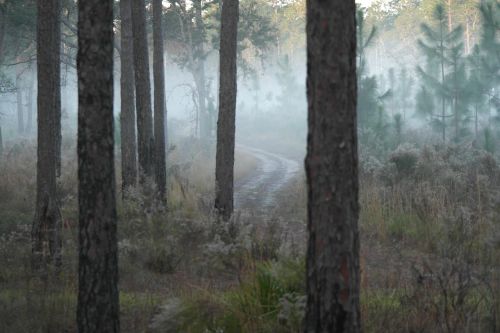 morning fog forest