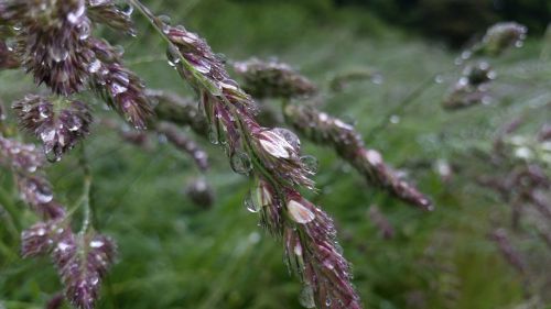 morning dew drop