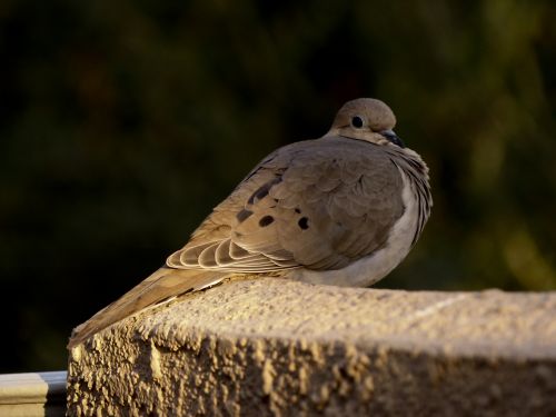 Morning Dove