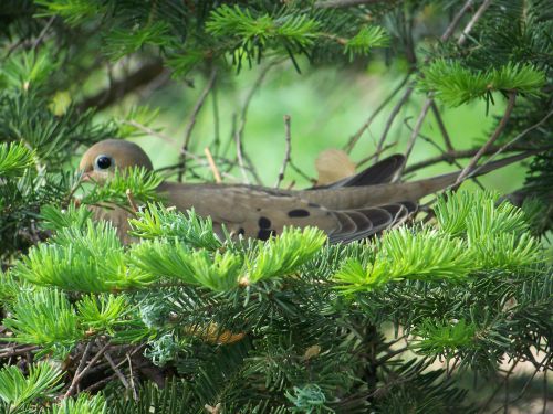 Morning Dove Nesting