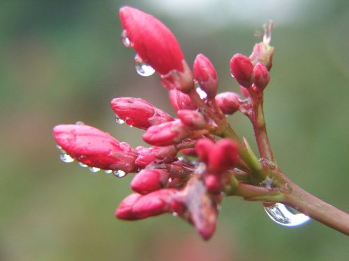 morning flower red summer