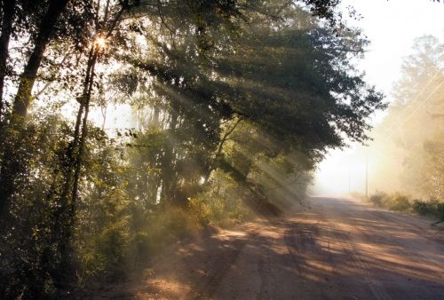 Morning Fog Sun Rays 1