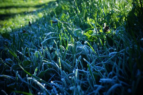 morning frost grass magic