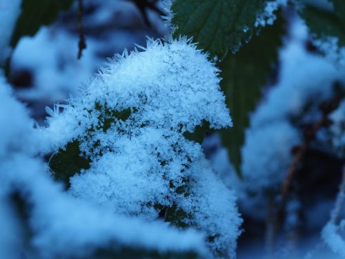 morning frost sun fall foliage