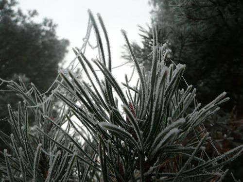 Morning Frost