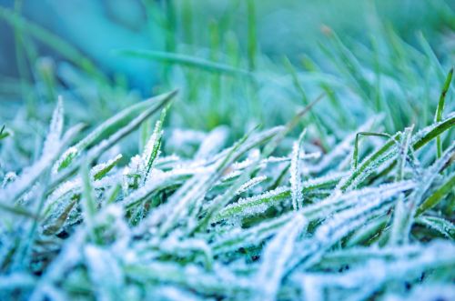 Morning Frozen Grass